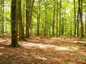  Wald / Andachtsplatz aus RF Rügen-Abtshagen