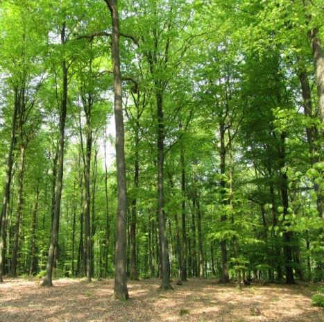 Wald 5434 in Am 15. September wird in Deutschland der „Tag des Friedhofs“ begangen
