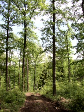 Friesenhagen