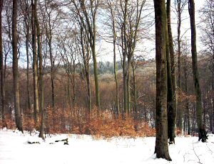Ruheforst Hümmel
