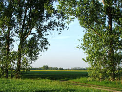 Nauen