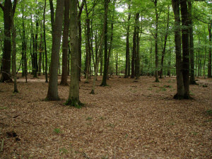Ostenfeld