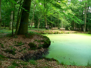 Rostocker Heide
