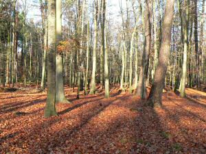 Rostocker Heide
