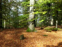 Wilgartswiesen