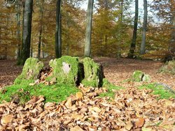 Wilgartswiesen