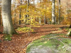 Wilgartswiesen