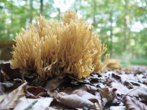Korallenpilz-300x225 in