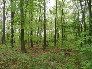 Waldbild-300x225 in