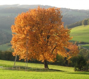 Elsbeere-herbstbaum-kopie-300x264 in