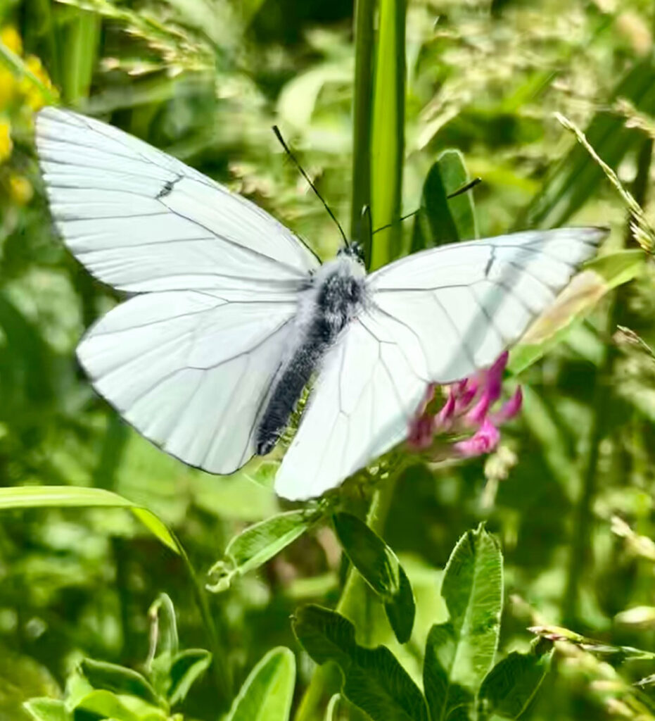 Schmetterling