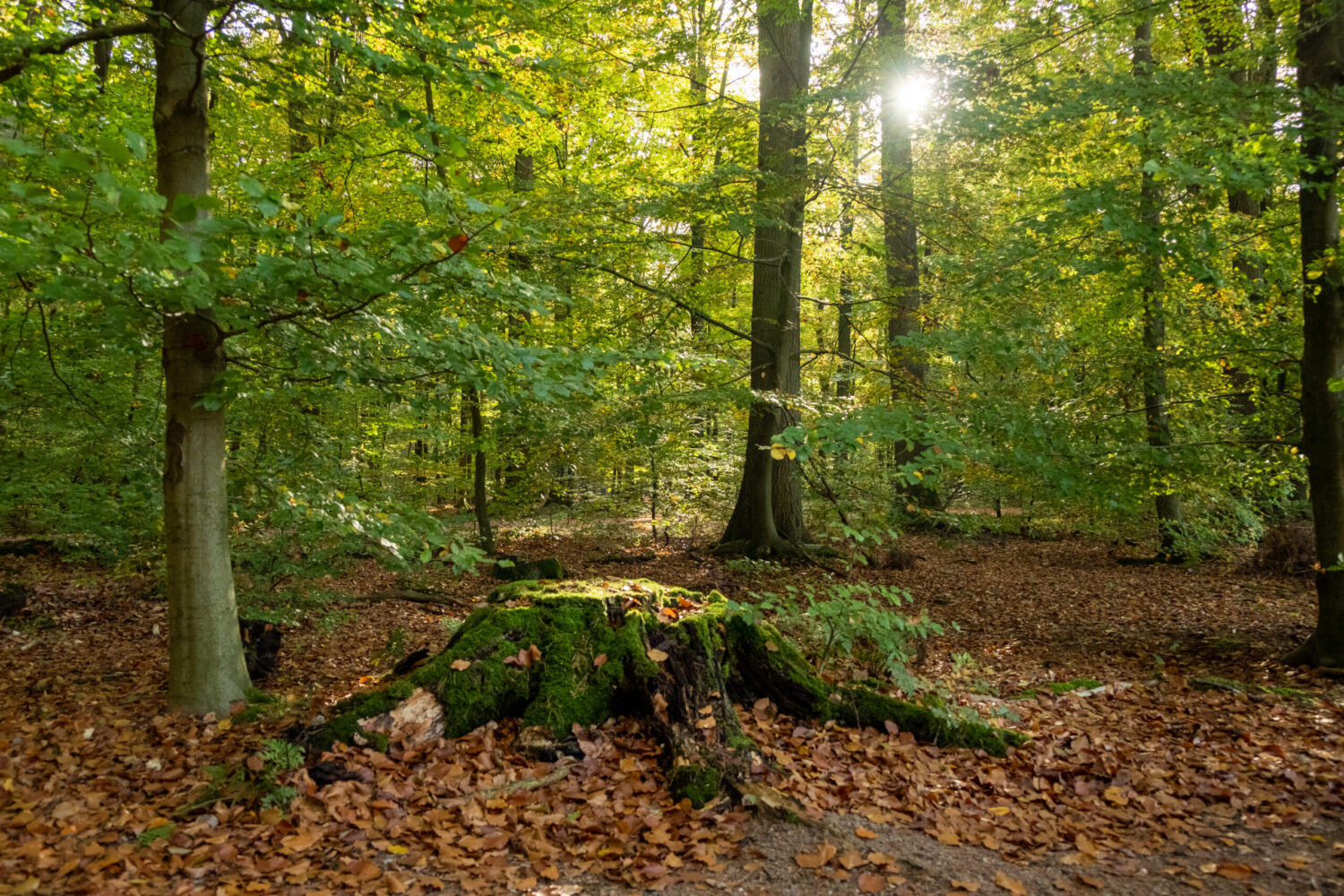 RuheForste und Allerheiligen – Eine Stille Verbundenheit