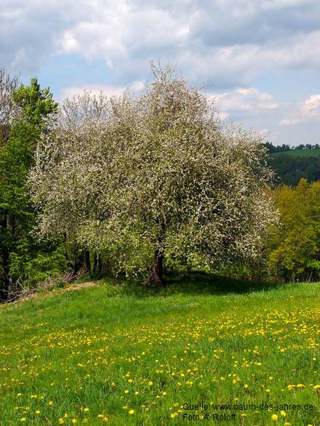 Wildapfel 2 in Ein Baum mit hoher Symbolkraft