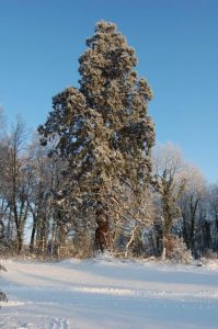 Lohe Winter 044verkl