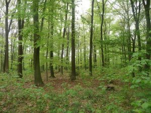 Waldbild