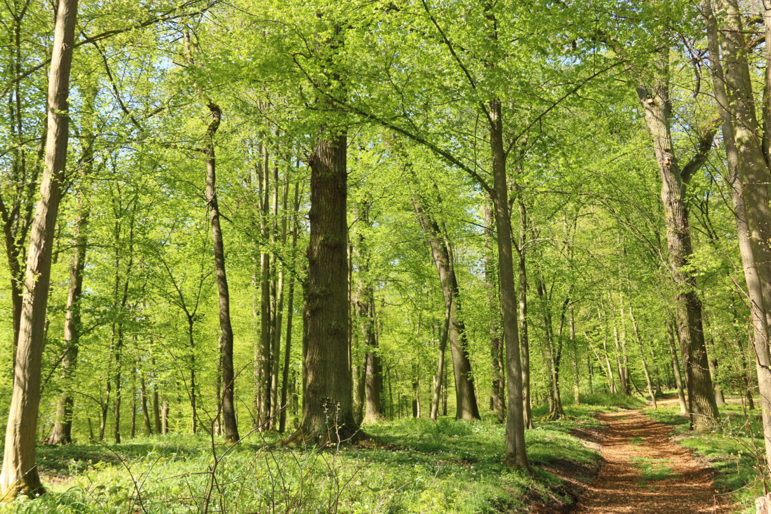 Waldbestattung vor den Toren Geras