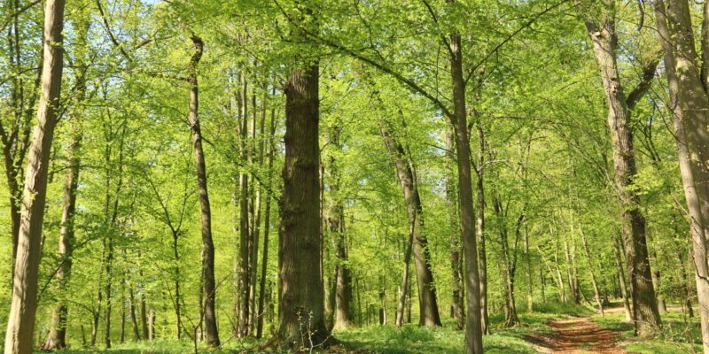 Waldbestattung vor den Toren Geras