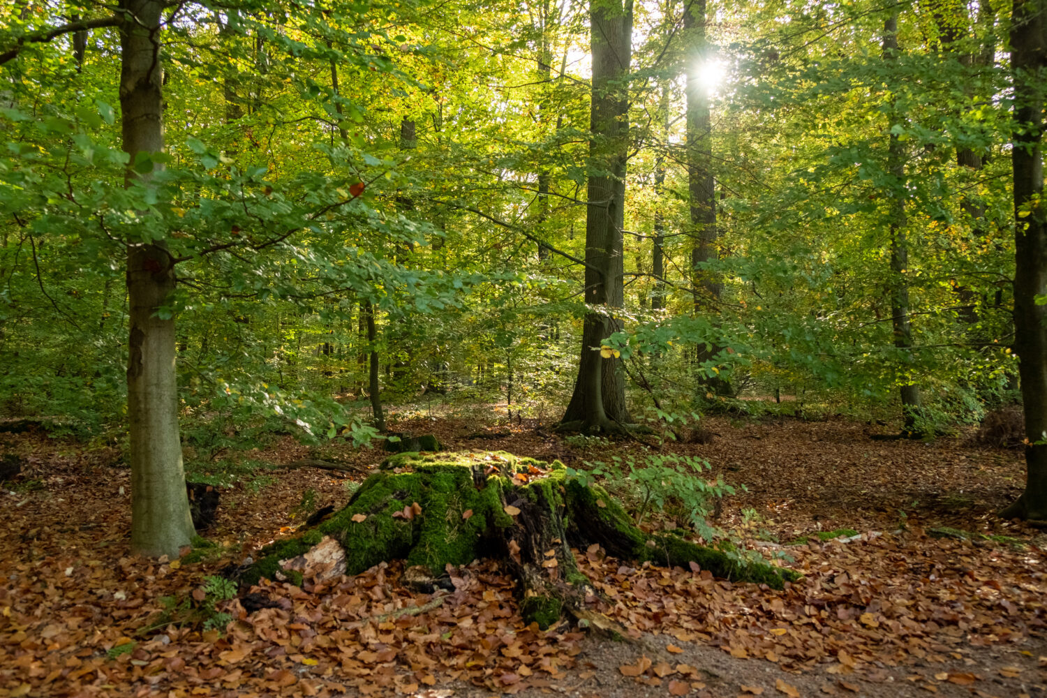 RuheForste und Allerheiligen – Eine Stille Verbundenheit