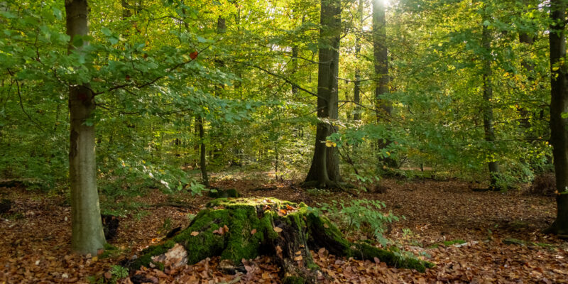 RuheForste und Allerheiligen – Eine Stille Verbundenheit